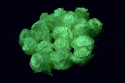 radioactive roses.jpg